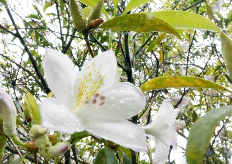 アマミセイシカの白い花