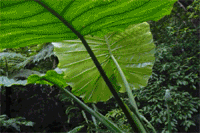 kinsakubaru
